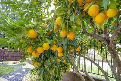 9681 Pilliteri Court, Elk Grove, CA 95757 - Photo 49