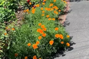 3710 Orchard Ln, Sacramento, CA 95821 - Photo 17