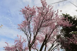 939 Witham Dr, Woodland, CA 95776 - Photo 35