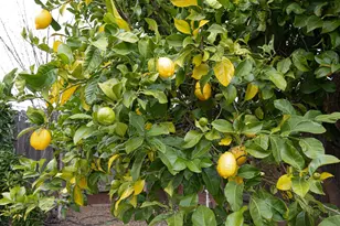 1800 Ambridge Dr, Roseville, CA 95747 - Photo 41