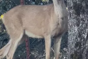 15234 Stormy Ln, Glencoe, CA 95232 - Photo 27