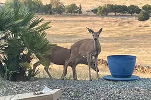 9556 Banderilla Dr, La Grange, CA 95329 - Photo 35