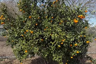 18413 Sycamore Ave, Patterson, CA 95363 - Photo 85