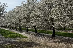 18413 Sycamore Ave, Patterson, CA 95363 - Photo 97