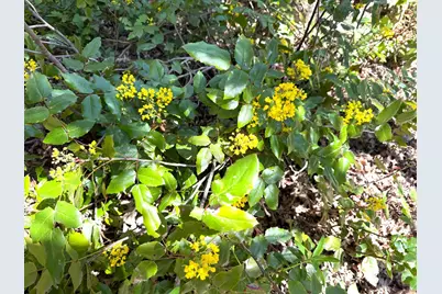 Creek View Ln, Placerville, CA 95667 - Photo 19