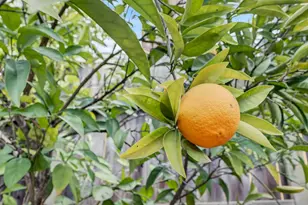 101 Kerr Ct, Folsom, CA 95630 - Photo 35