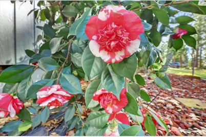 14017 Lague Lane, Grass Valley, CA 95949 - Photo 61