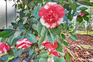 14017 Lague Ln, Grass Valley, CA 95949 - Photo 61