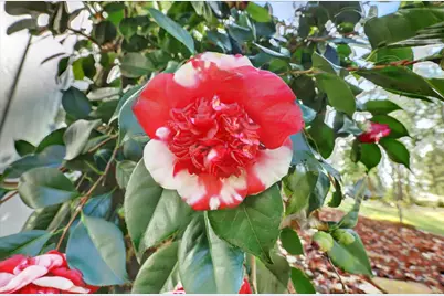 14017 Lague Lane, Grass Valley, CA 95949 - Photo 59