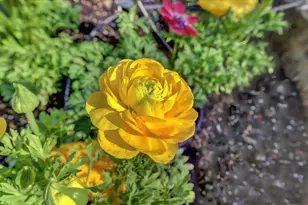 14017 Lague Ln, Grass Valley, CA 95949 - Photo 69