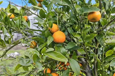 8099 Shasta Avenue, Elk Grove, CA 95758 - Photo 33