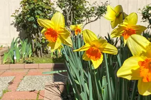 130 Hartnell Pl, Sacramento, CA 95825 - Photo 13