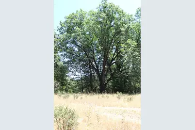 901 Bald Mountain Road, West Point, CA 95255 - Photo 3