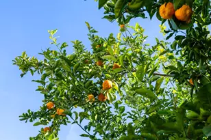 9464 Roseport Way, Sacramento, CA 95826 - Photo 33