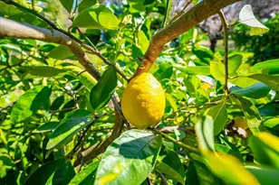 5129 Illinois Ave, Fair Oaks, CA 95628 - Photo 57