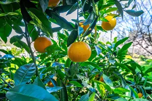 5129 Illinois Ave, Fair Oaks, CA 95628 - Photo 59