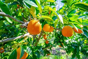 5129 Illinois Ave, Fair Oaks, CA 95628 - Photo 55