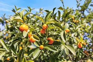 4117 H St, Sacramento, CA 95819 - Photo 41