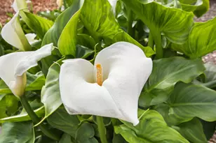 38385 Larue Way, Davis, CA 95616 - Photo 75