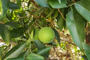 Tam O Shanter, Stockton, CA 95210 - Photo 31