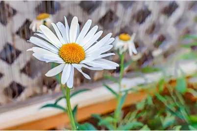 Dalewood Way, Grass Valley, CA 95949 - Photo 49