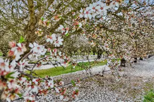 3320 W Durham Ferry Rd, Tracy, CA 95304 - Photo 75