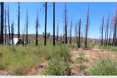 4817 Sciaroni Road, Grizzly Flats, CA 95636 - Photo 19