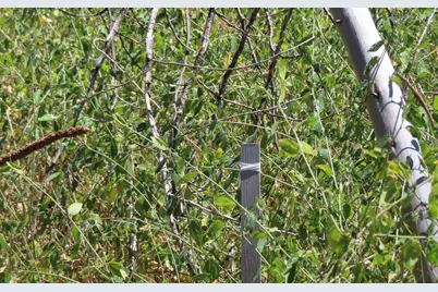 4817 Sciaroni Road, Grizzly Flats, CA 95636 - Photo 21