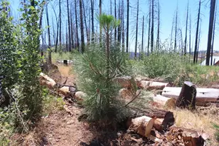 4817 Sciaroni Rd, Grizzly Flats, CA 95636 - Photo 1