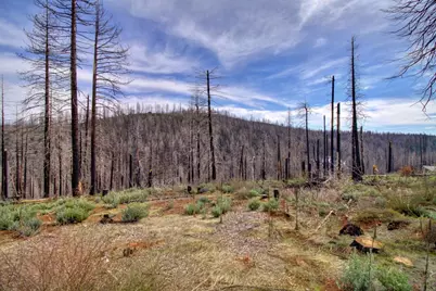 5308 Wooded Glen Road, Grizzly Flats, CA 95636 - Photo 19