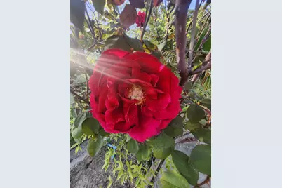 3451 Mabel, Sacramento, CA 95838 - Photo 33