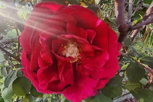 3451 Mabel, Sacramento, CA 95838 - Photo 33