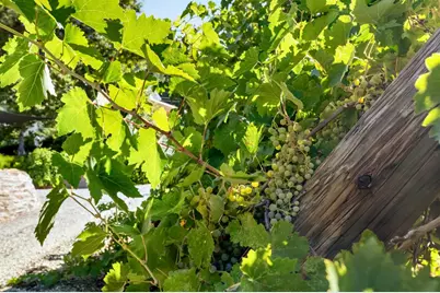 3000 Sheep Ranch Road, Murphys, CA 95247 - Photo 37