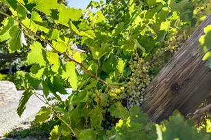 3000 Sheep Ranch Rd, Murphys, CA 95247 - Photo 37