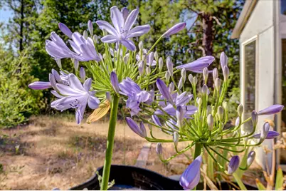 11823 Lost Ranch Way, Nevada City, CA 95959 - Photo 69