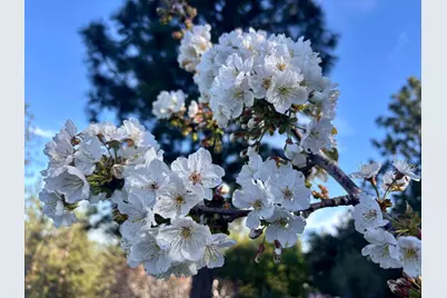 10285 Ponderosa Way, Pine Grove, CA 95665 - Photo 61