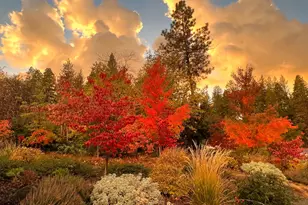 1412 Sandalwood Dr, Murphys, CA 95247 - Photo 53