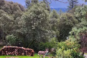 9425 Mosquito Rd, Placerville, CA 95667 - Photo 71