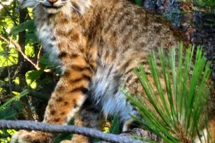 9425 Mosquito Rd, Placerville, CA 95667 - Photo 65