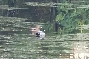 Cavitt Stallman Rd, Granite Bay, CA 95746 - Photo 27