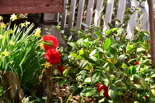 126 Center St, Jackson, CA 95642 - Photo 81