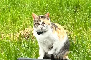 2191 Archer Ave, Live Oak, CA 95953 - Photo 71