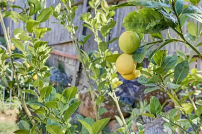 3817 Los Santos Drive, Cameron Park, CA 95682 - Photo 63