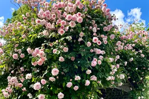 10800 Pickle Barrel Rd, Auburn, CA 95602 - Photo 81