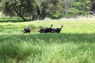 Wards Ferry Rd, Sonora, CA 95370 - Photo 21