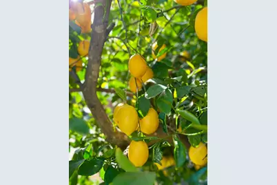 1559 Rushing Street, Yuba City, CA 95993 - Photo 43