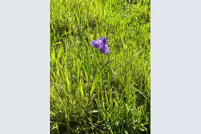 255 Blair Mine Road, Angels Camp, CA 95222 - Photo 17