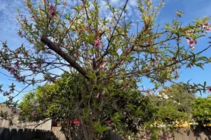 2313 San Rafael Ave, Modesto, CA 95355 - Photo 39