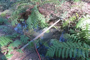 1360 Argonaut Ln, West Point, CA 95255 - Photo 37