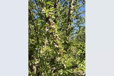 1613 Fig Avenue, Patterson, CA 95363 - Photo 37